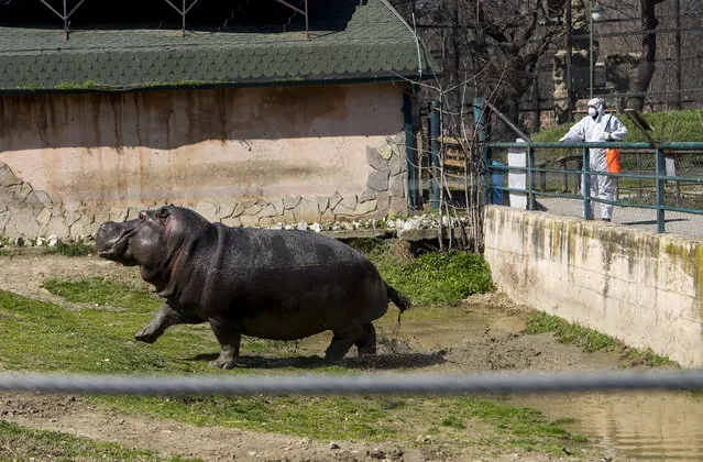 A worker desinfects next to a hippopotamus in a closed zoo in Skopje on March 17, 2020 amid spread of COVID-19, the novel coronavirus. The government has closed all land-based borders for foreign citizens and has also closed the two airports in the country, in Skopje and Ohrid. (Photo by Robert Atanasovski/AFP Photo)