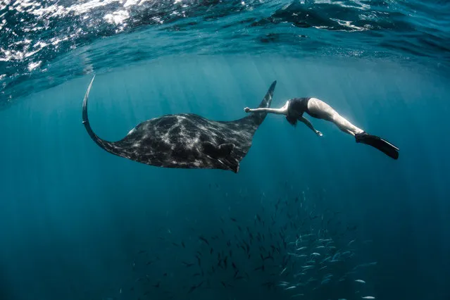 Model, skydiver and wing-suit jumper Roberta Mancino, 33, swims with a manta ray on February 2014 in Isla Mujeres, Mexico. A female skydiver swims with whale sharks, manta rays and sailfish – the fastest fish in the sea. Model, skydiver and wing-suit jumper Roberta Mancino, 33, jumped from a boat into the ocean surrounding Isla Mujeres near the northern Peninsula of Mexico. The incredible project involved two trips to the stormy winter seas – one in February 2013 and one a year later in February 2014. (Photo by Shawn Heinrichs/Barcroft Media)