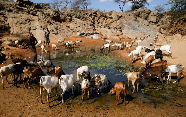 Lesiken Maten 45, a Samburu pastoralist takes his goats to a puddle near a dry river bank following a prolonged drought while a man bathes near Lengusaka in Wamba, Samburu county, Kenya on July 27, 2022. (Photo by Thomas Mukoya/Reuters)