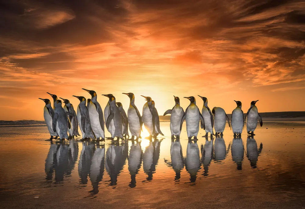 Penguins in Golden Sunrise