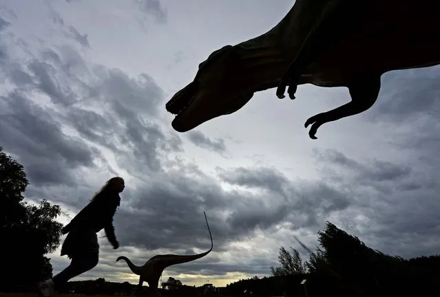 A child walks between the dinosaurs in the exhibition “World of Dinosaurs” in Hohenfelden near Erfurt, Germany, on September 25, 2012. The exhibition shows 65 models of 56 species of dinosaurs. (Photo by Jens Meyer/Associated Press)