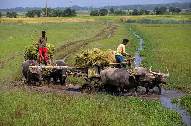 Indian farmers carry harvested paddy on buffalo carts on the outskirts of Gauhati, India, Tuesday, June 2, 2020. India has eased one of the world's strictest coronavirus lockdowns allowing manufacturing and agricultural activity to resume despite an upward trend in new infections. (Photo by Anupam Nath/AP Photo)