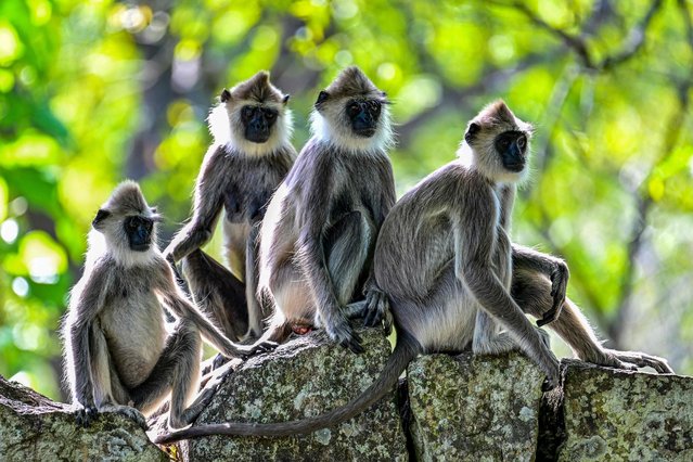 Monkeys are pictured in an enclosure outside the Mihintale temple at Mihintale village, in Anuradhapura on March 14, 2025. Sri Lanka carried out a nationwide census on March 15, of nuisance wildlife, including monkeys and peacocks, in a bid to prepare countermeasures to protect crops, officials said. (Photo by Ishara S. Kodikara/AFP Photo)