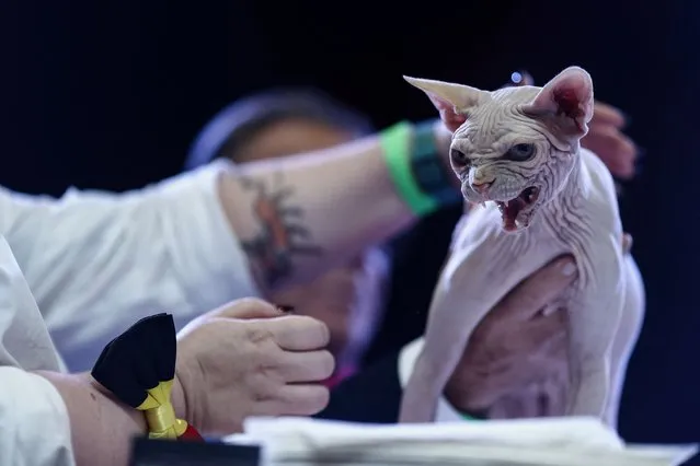 A judge evaluates a cat during the annual contest of most beautiful cats in the world, organized by the National Feline Federation and was under the patronage of the Federation International Feline(FIFe), in Machelen, near Brussels on October 30, 2022. (Photo by Kenzo Tribouillard/AFP Photo)