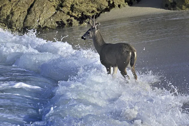 A young buck takes a dip in the Pacific Ocean, California, US on November 28, 2022. (Photo by Rory Merry/ZUMA Press Wire/Rex Features/Shutterstock)