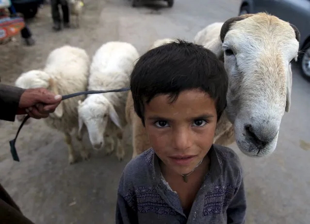 A boy poses with his sheep at an animal market in Islamabad, Pakistan September 21, 2015. (Photo by Faisal Mahmood/Reuters)