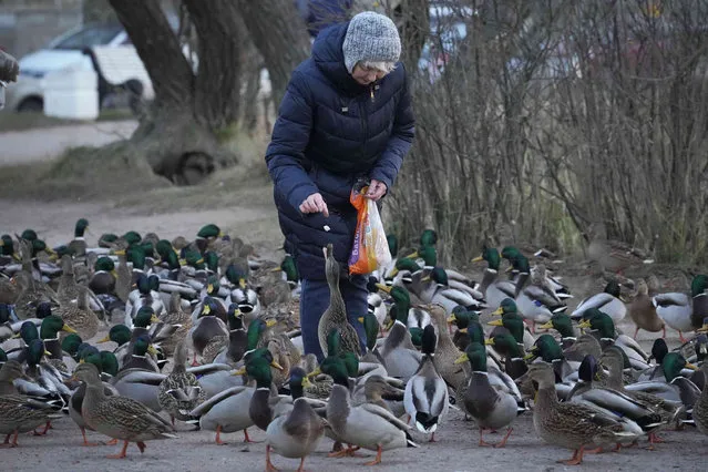 A woman feeds ducks in a park in St. Petersburg, Russia, Friday, November 18, 2022. (Photo by Dmitri Lovetsky/AP Photo)