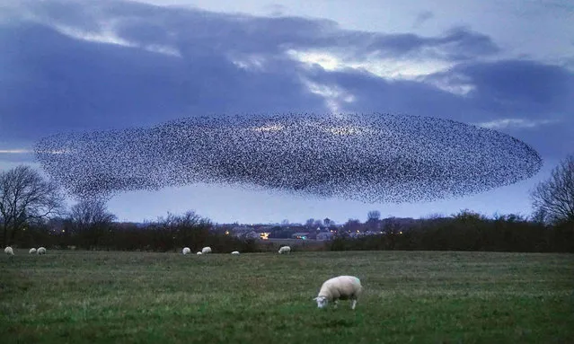 A murmuration of starlings fly over a field at dusk close to the Scottish border, in Cumbria, England, Thursday, November 25, 2021. Bird experts believe that murmurations offers safety in numbers from predators trying to target an individual starling in the middle of thousands as well the opportunity to keep warm at night or share information, such as good feeding or roosting areas. (Photo by Owen Humphreys/PA Wire via AP Photo)