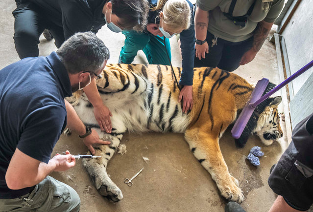 Vets and wildlife park staff carry out a delicate operation to remove an ingrown toenail from Tschuna, a 17-stone Amur Tiger, at Yorkshire Wildlife Park in Doncaster, UK on May 28, 2025. The veterinary team at the award-winning park administered a short-lasting anaesthetic to ease the procedure on the 15-year-old. The short operation, which took less than 15 minutes, involved vets clipping off a rogue claw on Tschuna's front left paw to eradicate the risk of infection and remove the discomfort. (Photo by Danny Lawson/PA Images via Getty Images)