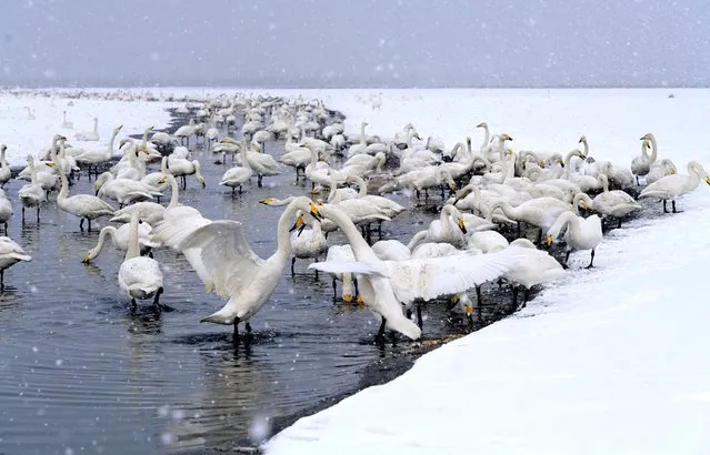 Whooper swans are seen during a snowfall at Rongcheng Swan National Nature Reserve on December 14, 2022 in Rongcheng, Weihai City, Shandong Province of China. (Photo by VCG/VCG via Getty Images)