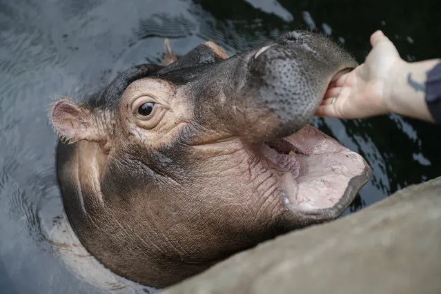 Fiona, a baby Nile Hippopotamus has her gums rubbed by a zookeeper in her enclosure at the Cincinnati Zoo & Botanical Garden, Wednesday, January 10, 2018, in Cincinnati. Fiona, born six weeks prematurely at 29 pounds, well below the common 50-100 pound range, and required nonstop critical care by zookeepers to ensure her survival has become a international celebrity. She will reach her first birthday on Jan. 24. (Photo by John Minchillo/AP Photo)