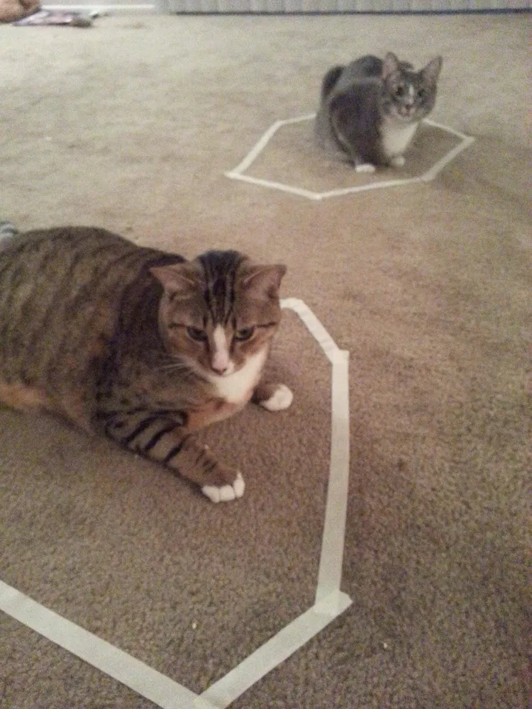 New Internet Sensation – “Cat Circles”