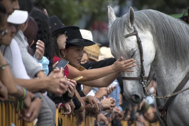 People caress a horse during the traditional “El Tope” end of the year parade in San Jose on December 26, 2022. - Cowboy hats and boots, in the purest “wild west” style, flooded the streets of downtown San Jose this Monday to proudly display the horse culture in Costa Rica. (Photo by Ezequiel Becerra/AFP Photo)