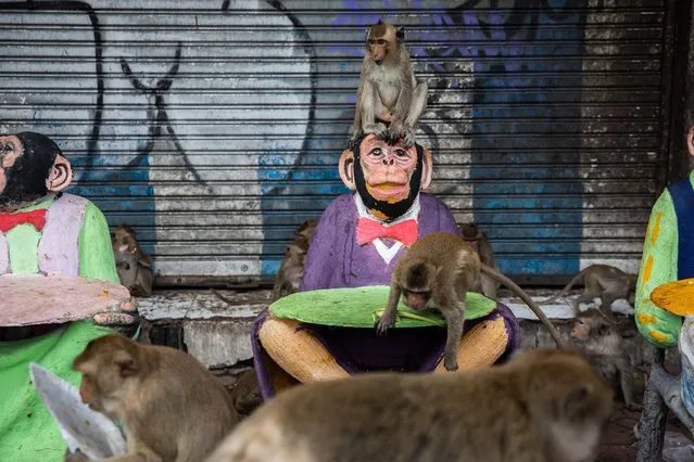 Monkeys walk past monkey statues during the Lopburi Monkey Festival on November 27, 2022 in Lop Buri, Thailand. Lopburi holds its annual Monkey Festival where local citizens and tourists gather to provide a banquet to the thousands of long-tailed macaques that live in central Lopburi. (Photo by Lauren DeCicca/Getty Images)