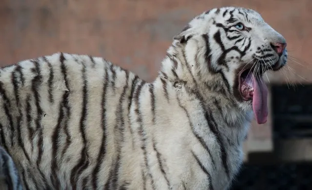 A Bengal Tiger yawns in its enclosure in the Shanghai Zoo on November 18, 2014. (Photo by Johannes Eisele/AFP Photo)