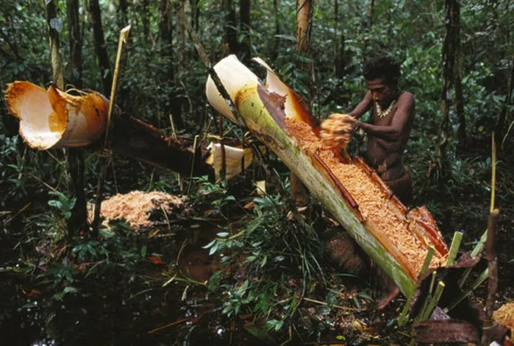 Korowai People