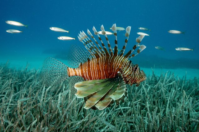A lionfish (Pterois), a genus of venomous marine fish, is seen in Kas district, which has different ecological and biological richness under the sea, in Antalya, Turkiye, on May 25, 2025. Kas, a district of Antalya and one of Turkiye's top diving spots, welcomes thousands of diving enthusiasts every year with its coves where blue meets green. (Photo by Tahsin Ceylan/Anadolu via Getty Images)