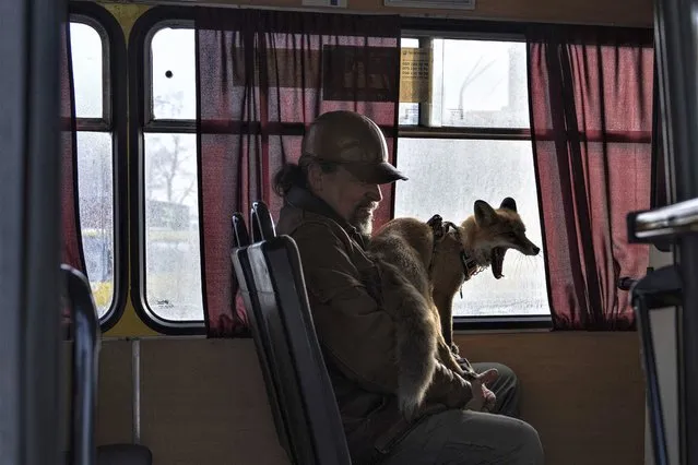 Kostyantyn with his fox Ksiuha rides a bus in Kyiv, Ukraine, Tuesday, February 7, 2023. (Photo by Evgeniy Maloletka/AP Photo)