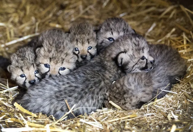 This photo taken on September 30, 2016 shows six cheetah cubs in their enclosure at the Burgers Zoo in Arnhem. Recently, the same female cheetah as two years ago gave birth to another cheetah sextuplets. A female cheetah gives usually birth between two and four babies. (Photo by Piroschka van de Wouw/AFP Photo/ANP)