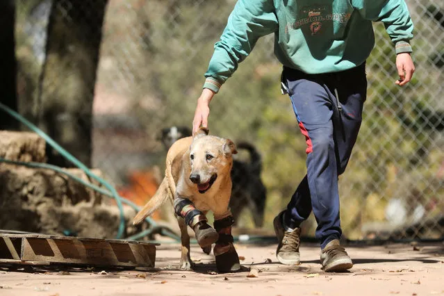 A rescued dog named Pay de Limon (Lemon Pie), who is in the running for America's favorite pet title and whose front paws, according to media reports, were chopped off by organised crime, runs wearing his two front prosthetic legs at Milagros Caninos, in Xochimilco, Mexico on February 21, 2023. (Photo by Raquel Cunha/Reuters)