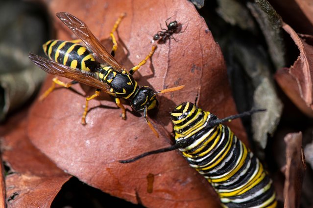 A European paper wasp (Polistes dominula) attacks a monarch butterfly (Danaus plexippus) caterpillar in a garden in Christchurch, New Zealand on January 16, 2022. Wasps are the biggest threat to monarchs at every stage of life from egg and caterpillar to chrysalis and butterfly, and they cause monarch butterflies are declining in New Zealand. The monarch is originally from North America but was first recorded in New Zealand in the mid-1800s. The global population of monarchs has declined by 80% according to experts.  (Photo by Sanka Vidanagama/NurPhoto via Getty Images)