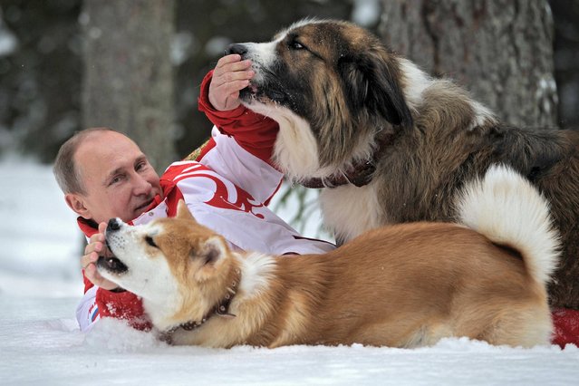 In this March 24, 2013 photo, distributed by RIA Novosti Agency on Wednesday, April 10, 2013, Russian President Vladimir Putin poses for the camera as he  plays with his dogs Yume, an Akito-Inu, front, and Buffy, a Bulgarian Shepherd in an undisclosed location of Moscow region.(Photo by Alexei Druzhinin/AP Photo/RIA Novosti/Presidential Press Service)