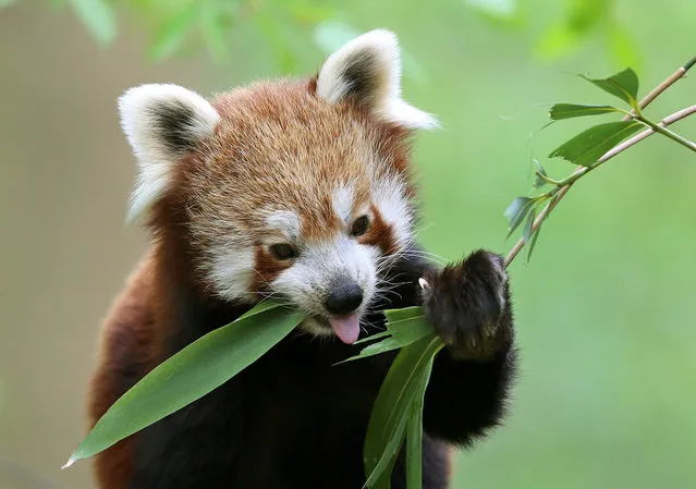 A red panda eats the leaves of a bamboo plant at the Zoo in Krefeld, Germany, 29 April 2013. (Photo by Roland Weihrauch/EPA)