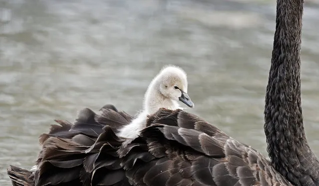 A newborn cygnet hides under its mother's wing to keep warm at honghe Wetland scenic spot in Tengzhou City, East China's Shandong Province, November 22, 2020. (Photo by Costfoto/Barcroft Media via Getty Images)