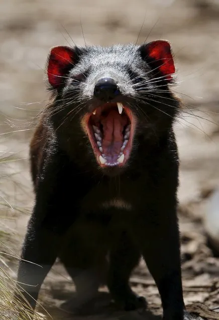 A Tasmanian Devil screeches in its enclosure before being shipped as part of a healthy and genetically diverse group to the island state of Tasmania, at the Devil Ark sanctuary in Barrington Tops on Australia's mainland, November 17, 2015. (Photo by Jason Reed/Reuters)