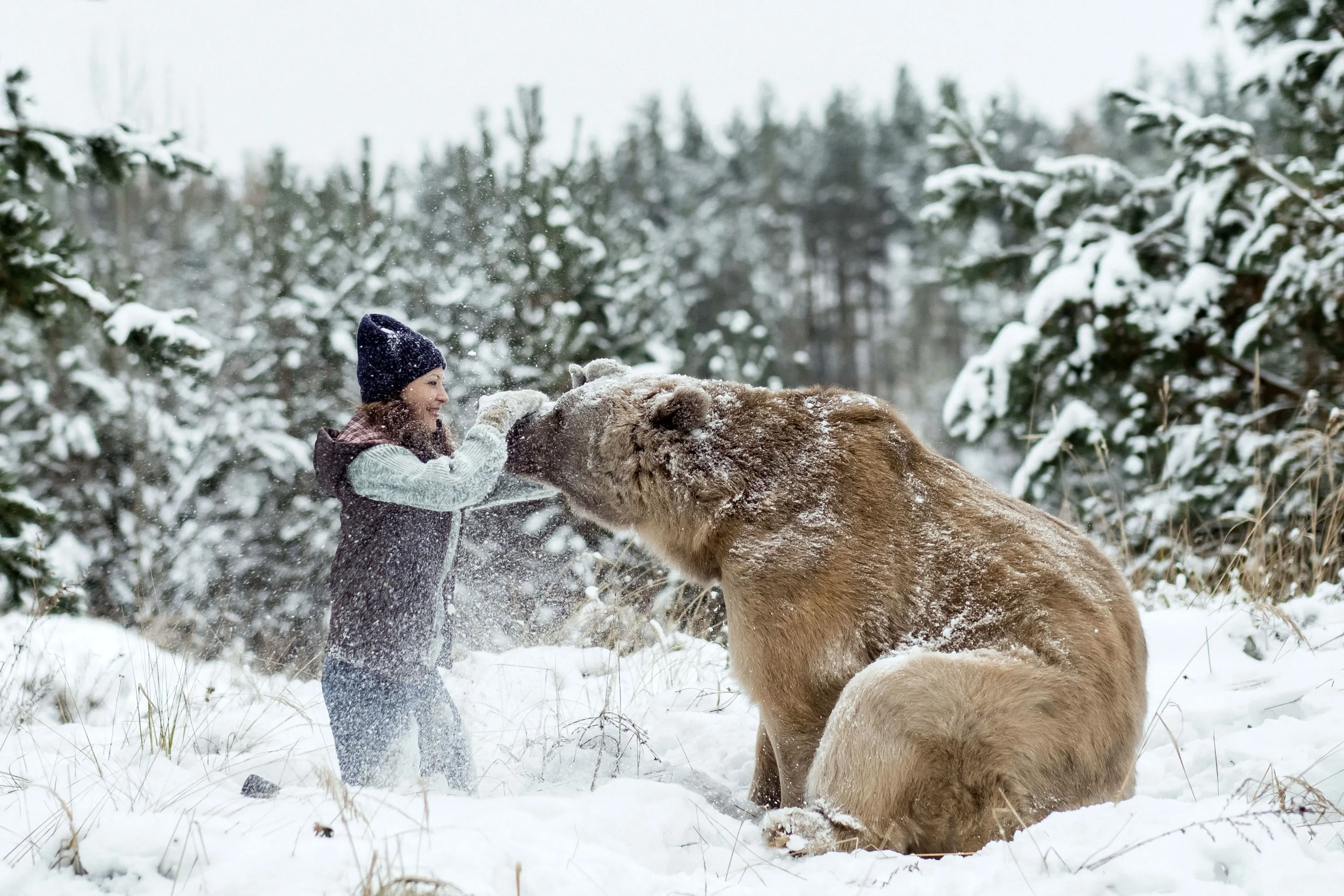 Развлечения медведей. Медведь зимой. Медведь и человек. Русский медведь. Медведь в зимнем лесу.