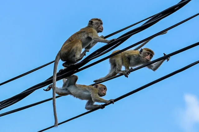 Monkeys play on overhead electric power cables in a street in the north-central town of Anuradhapura, India on May 18, 2023. (Photo by Ishara S. Kodikara/AFP Photo)