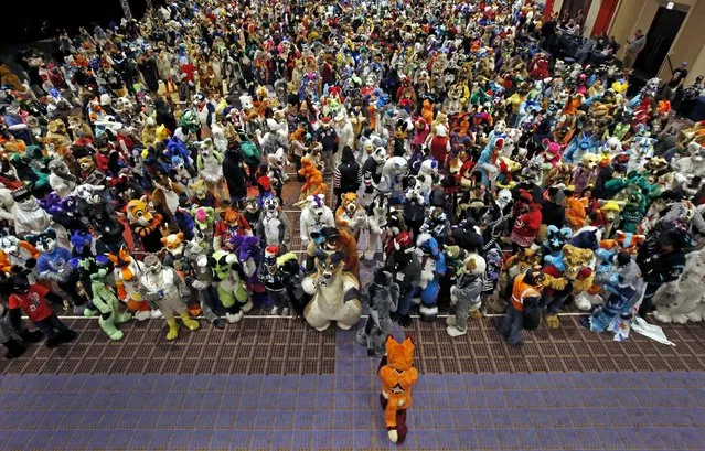 An attendee dress up as a fox moves into position for a group photo at the Midwest FurFest in the Chicago suburb of Rosemont, Illinois, United States, December 5, 2015. (Photo by Jim Young/Reuters)