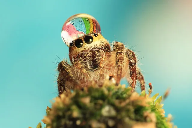 Incredible raindrops on spiders by photographer Uda Dennie