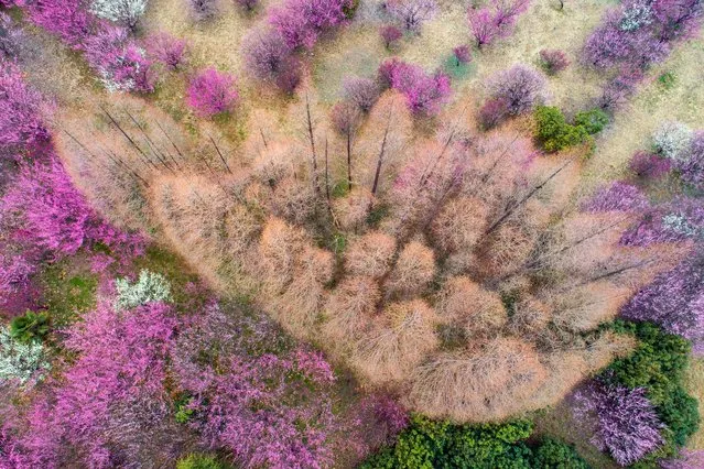 Aerial photograph of plum blossom blooming in campus, Huai'an City, Jiangsu Province, China on February 28, 2021. (Photo by Costfoto/ddp USA/Profimedia)
