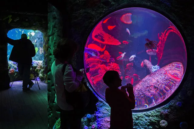 Kaden Martel, right, of Flint, Mich., points out fish at SEA LIFE Michigan Aquarium during a press preview tour, Thursday, January 22, 2015, at Great Lakes Crossing Outlets in Auburn Hills, Mich. (Photo by Jake May/AP Photo/The Flint Journal-MLive.com)