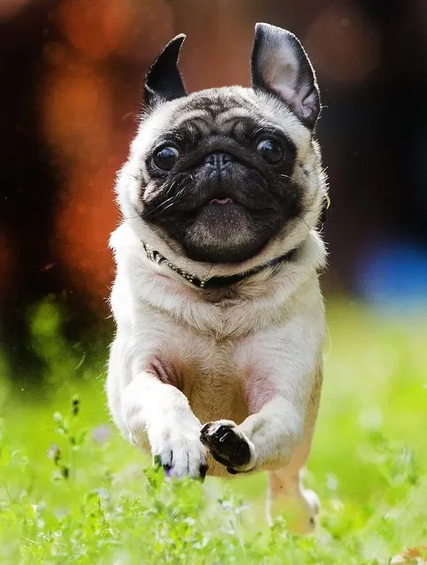 Emil races during the “4th International Pug Dog Meeting” in Berlin, on August 3, 2013. (Photo by Gero Breloer/Associated Press)