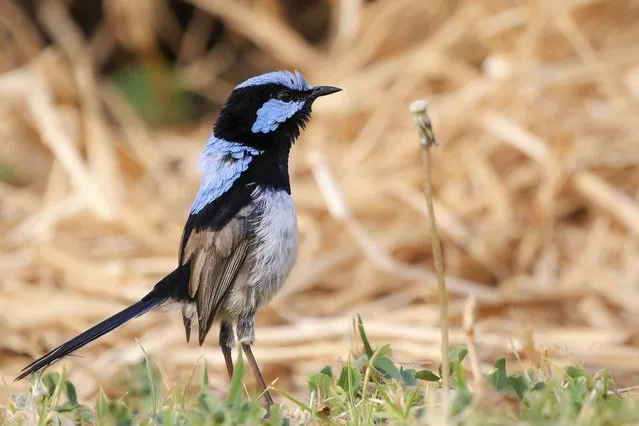 This photo provided by Jessica McLachlan shows a fairy-wren. Scientists have discovered that birds can learn to recognize alarm calls of other species, essentially by learning to eavesdrop in a second language. The Australian songbird called the fairy wren isn’t born knowing other birds’ chirps, but it can learn to recognize a few “words”. In a paper published Thursday, August 2, 2018,  in the journal Current Biology, scientists explained how they taught the birds the distress calls of other species.(Photo by Jessica McLachlan via AP Photo)