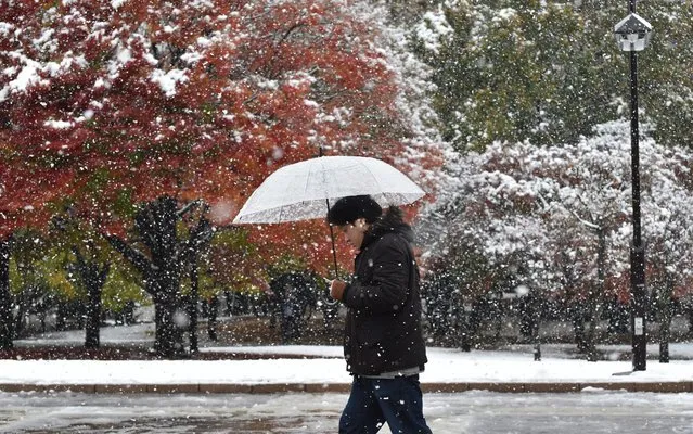 A pedestrian walks in snowfall in Tokyo on November 24, 2016. Tokyo woke up on November 24 to its first November snowfall in more than half a century, leaving commuters to grapple with train disruptions and slick streets. (Photo by Kazuhiro Nogi/AFP Photo)