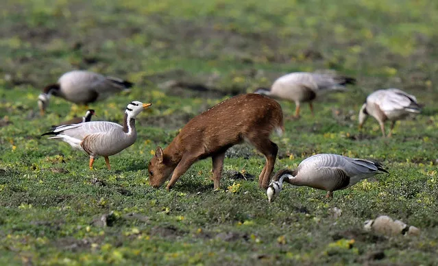 A baby barking deer grazes near bar-headed geese inside Kaziranga National park, Golaghat district of Assam, India, 10 March 2021. (Photo by Pranabjyoti Deka/EPA/EFE)