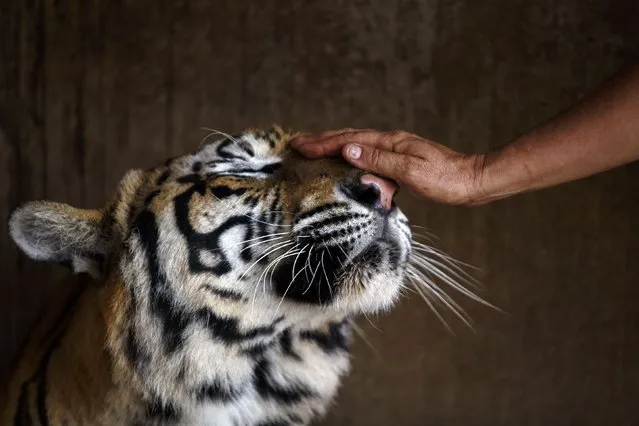 A volunteer pets a tiger inside a cage at the Wat Pa Luang Ta Bua, otherwise known as Tiger Temple, in Kanchanaburi province February 12, 2015. Thai officials last week raided the Buddhist temple that is home to more than 100 tigers and are currently conducting an investigation into suspected links to wildlife trafficking. (Photo by Athit Perawongmetha/Reuters)