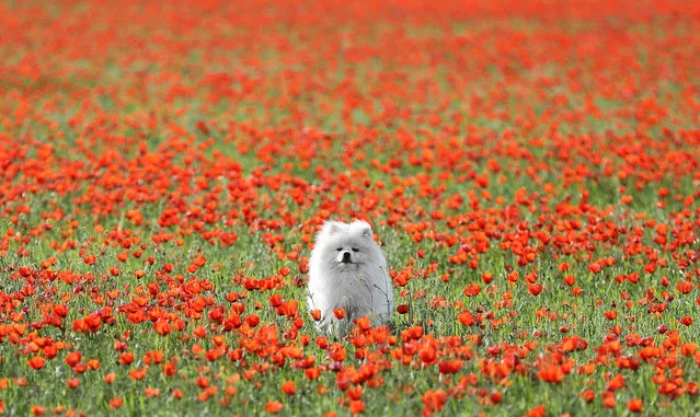 A dog is seen in the field of blooming poppies in Almaty Region, Kazakhstan on May 16, 2021. (Photo by Pavel Mikheyev/Reuters)