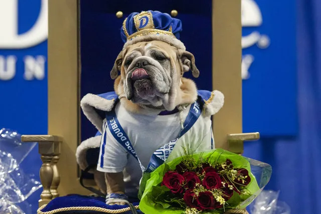 Myrtle Mae is named winner of the Beautiful Bulldog contest at Drake University’s Knapp Center in Iowa on April 18, 2021. Twenty-one English bulldogs competed for the title. (Photo by Olivia Sun/AP Photo)