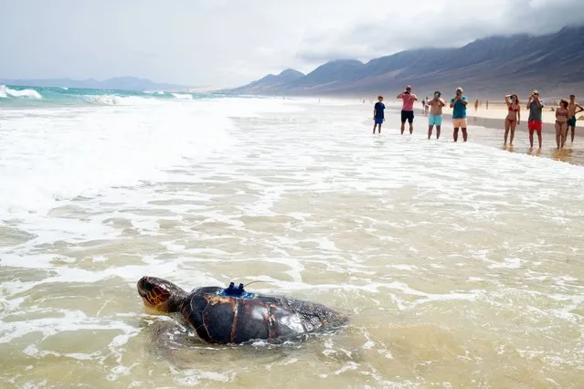 A turtle with a Satellite tracking device pictured swimming into the water at Cofete beach in Fuerteventura, Canary Islands, Spain, 09 August 2023. The turtle is expected to swim along the Macaronesia seas and will gather important data for scientist studying Climate Change. (Photo by Carlos de Saá/EPA/EFE)