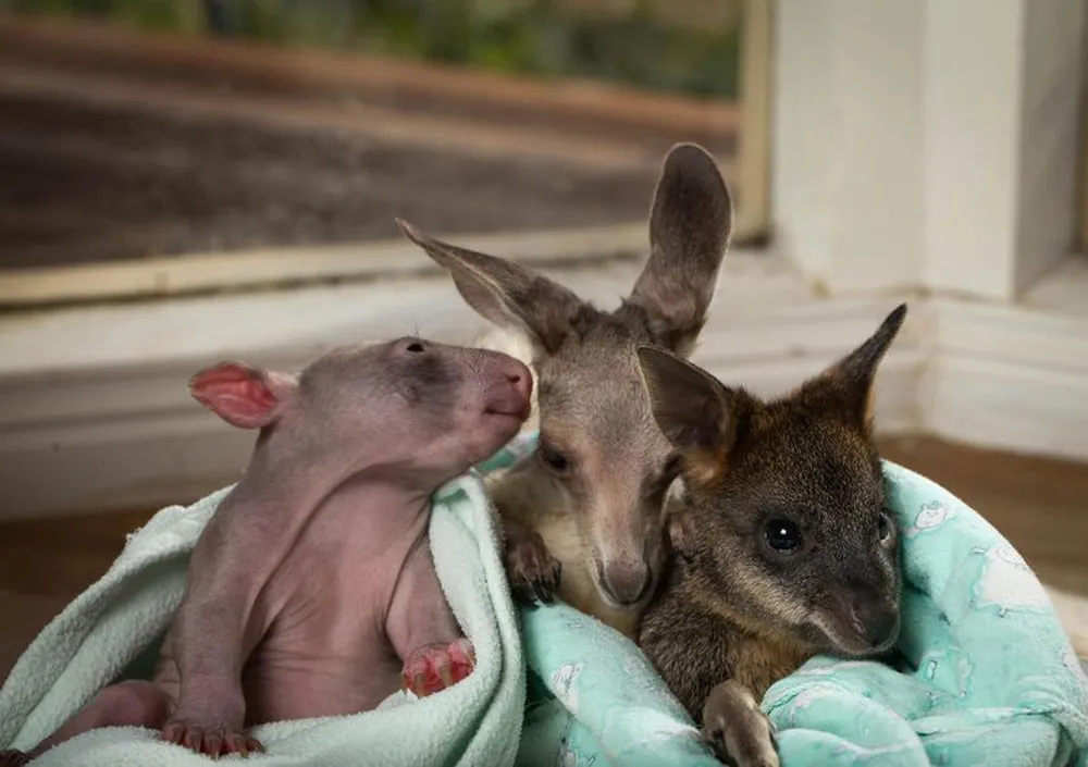 Orphaned Wombat Baby and Kangaroo Joey Are Best Friends