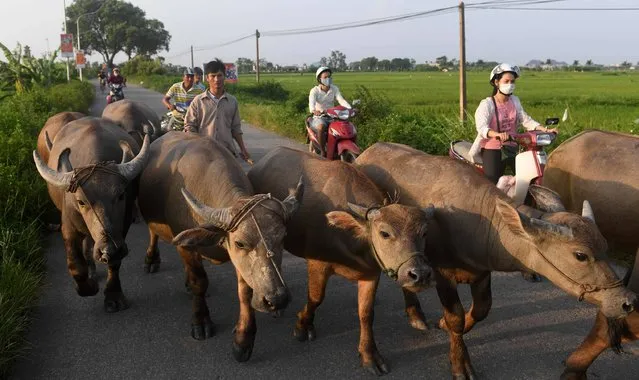 This picture taken on August 28, 2017 shows a farmer walking home with his buffalos along a road on the outskirts of Hanoi, Vietnam. (Photo by Hoang Dinh Nam/AFP Photo)
