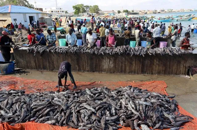 Fishermen prepare fish from their vessels on the shores of the Gulf of Aden in the city of Bosasso, northern Somalia's breakaway Puntland region December 17, 2016. (Photo by Feisal Omar/Reuters)