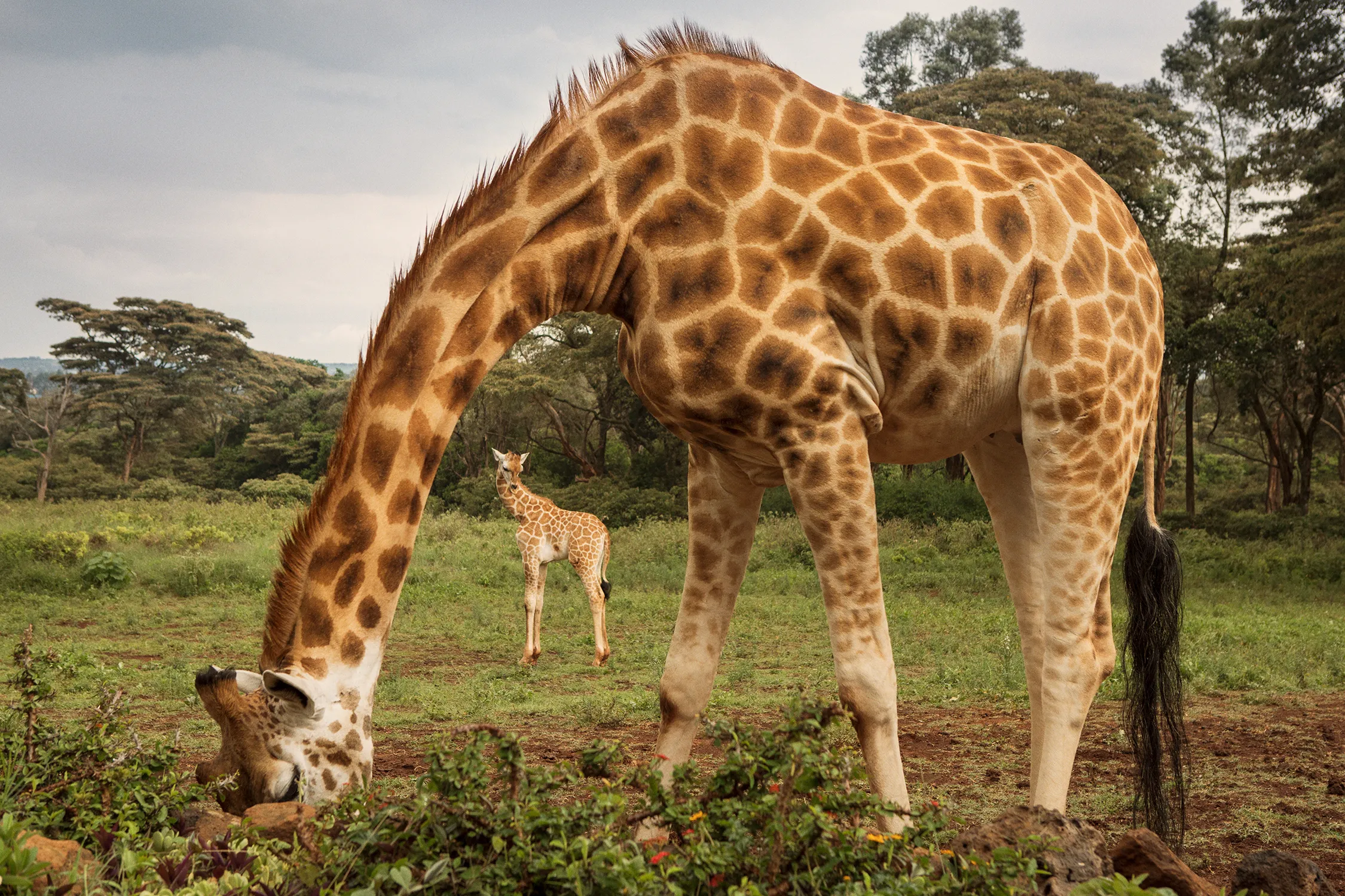 уникальное животное жираф и удивительное растение