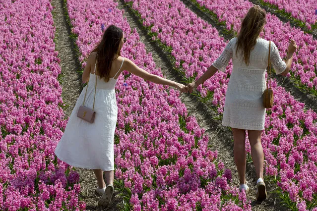 Two Australian tourists pose for a picture in a field of hyacinths near Lisse, west central Netherlands, Tuesday, April 17, 2018. According to a Dutch bank the country continues to be the largest player with a 52 percent share in global exports of flowers and plants, and the Dutch government puts the total export of flowers at approximately 9 billion euros. (Photo by Peter Dejong/AP Photo)