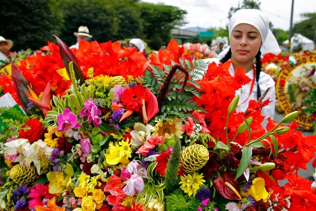 A farmer prepares a flower arrangement known as “silleta” before taking part in the traditional Silleteros parade, held as part of the Flower Festival, in Medellin, Colombia, on August 7, 2023. (Photo by Fredy Builes/AFP Photo)