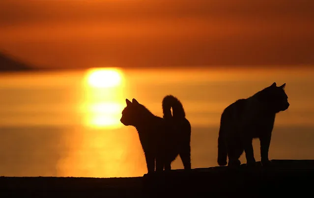 Silhouettes of cats are seen during sunset in Trabzon province in the Black Sea region of Turkey on June 20, 2021. (Photo by Hakan Burak Altunoz/Anadolu Agency via Getty Images)
